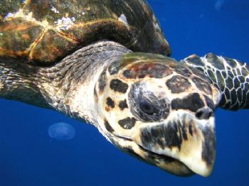 Up Close & Personal by M Evason 